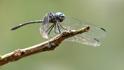 Micrathyria mengeri (Fork-tipped Dasher) male-3.jpg